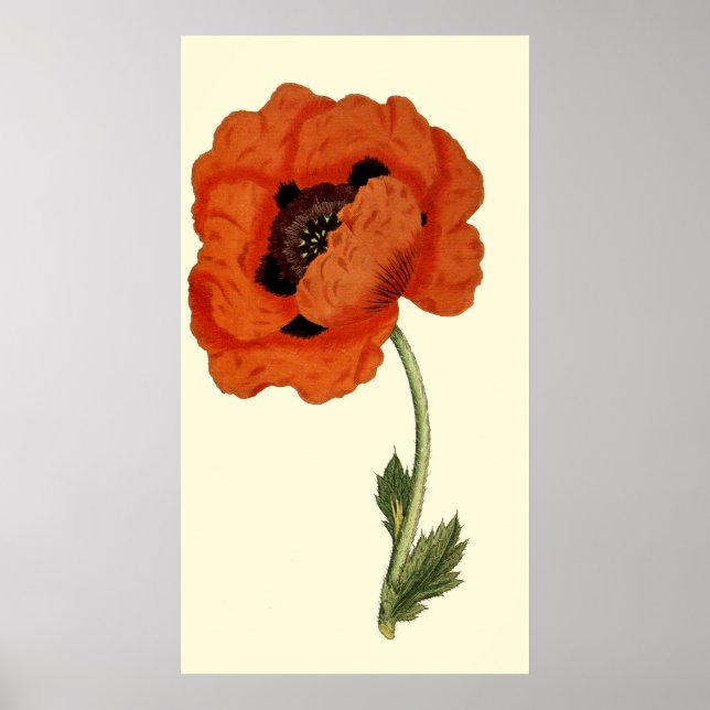 Poster Oriental Poppy (Frente)