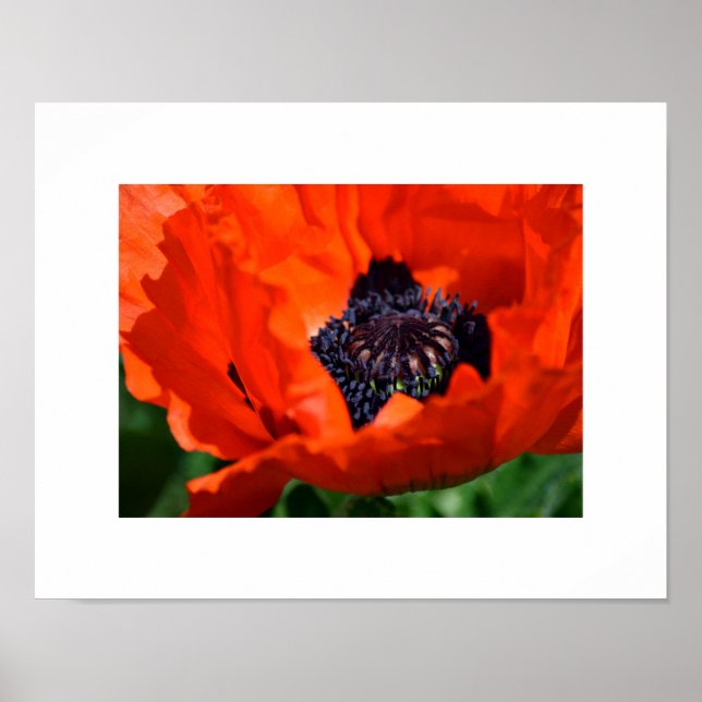 Poster Oriental Poppy (Frente)