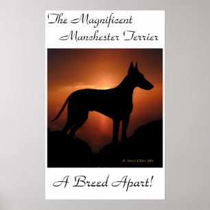 Poster original de Manchester Terrier