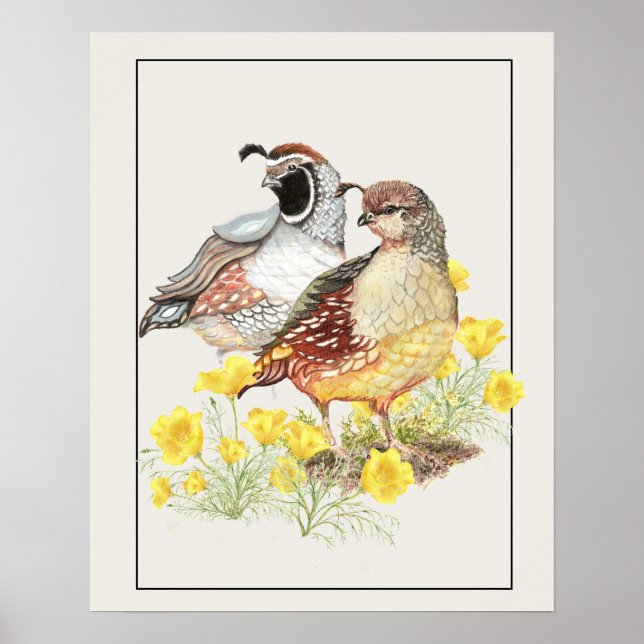 Poster Original Watercolor California Quail Masculino & F (Frente)