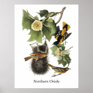 Poster Oriole do norte, John Audubon
