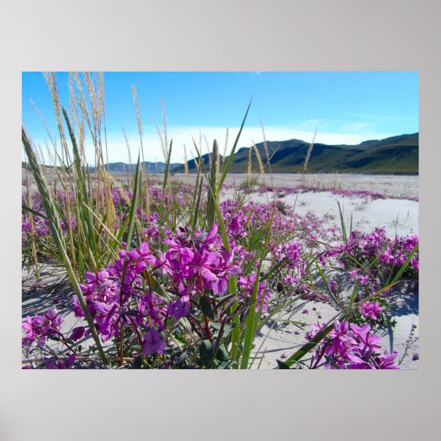 Poster Orkide da Gronelândia (Frente)