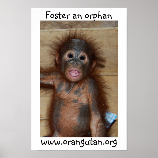 Pôster Orphan Baby Orangutan (Frente)