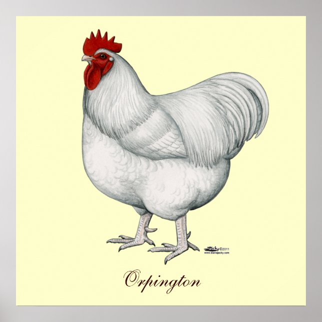 Pôster Orpington White Rooster (Frente)