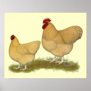 Poster Orpingtons Lemon Cuckoo
