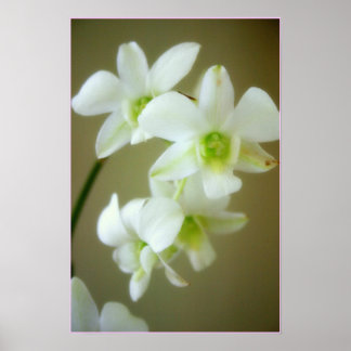 Pôster orquídea