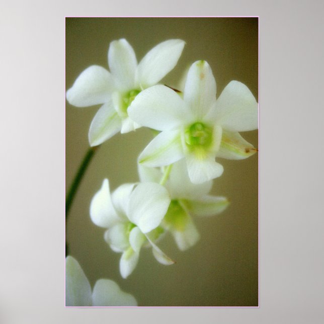 Pôster orquídea (Frente)