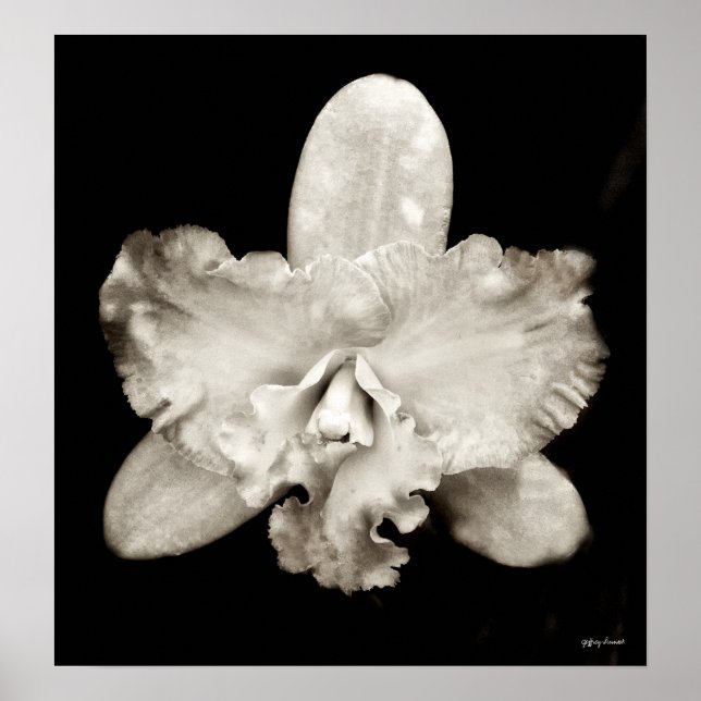 Pôster Orquídea (Frente)