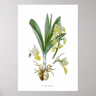Poster Orquídea