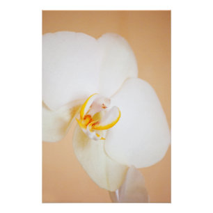 Pôster Orquídea 8930