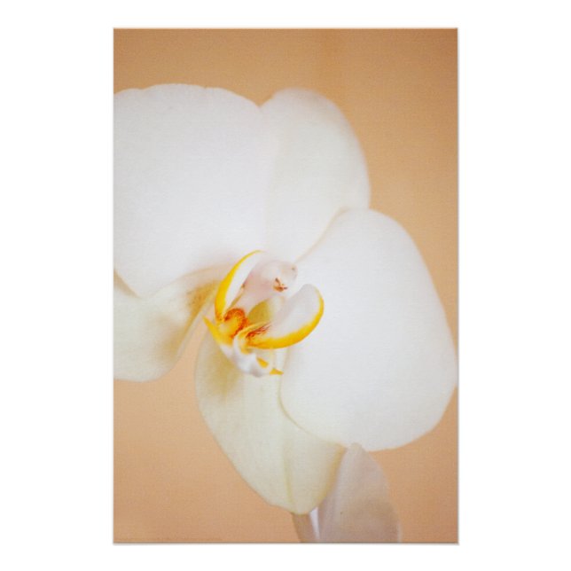Pôster Orquídea 8930 (Frente)