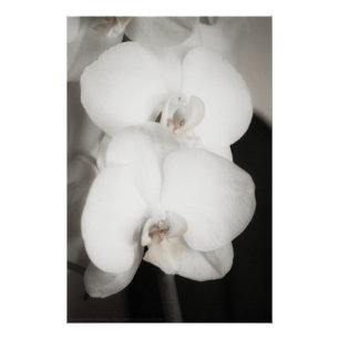 Pôster Orquídea 8931