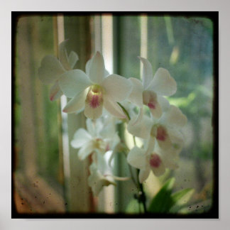 Poster Orquídea 8 x 8 fotografia original do Nature TTV