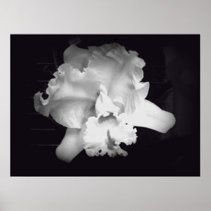 Pôster Orquídea - abstrato preto e branco vívido