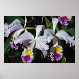 Pôster Orquídea adorável, híbrido de cattleya, cattleya