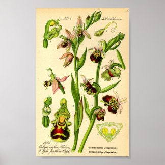 Pôster Orquídea-aranha tardia (Ophrys fuciflora)