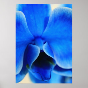Poster Orquídea azul