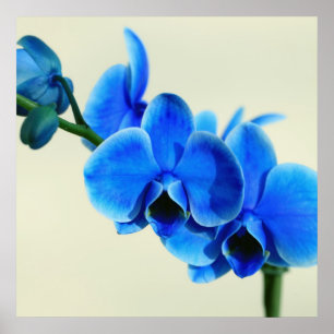 Pôster Orquídea azul