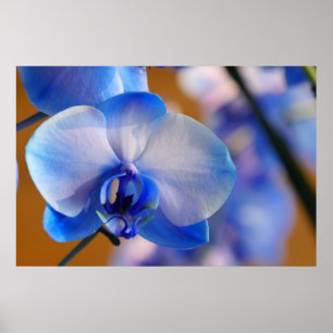 Pôster Orquídea azul e branca