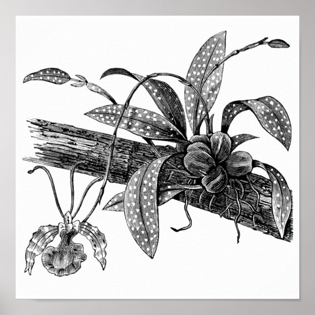 Pôster Orquídea borboleta (Frente)