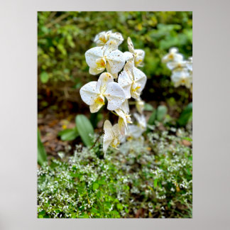 Poster Orquídea Branca