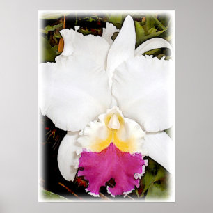 Pôster Orquídea branca & roxa de Cattleya