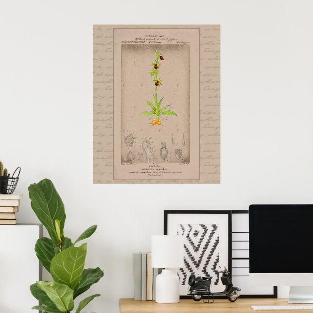 Poster Orquídea de aranha 24X30 com ilustração botânica f (Escritório em casa)