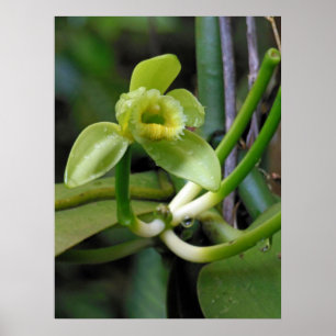 Poster Orquídea de baunilha