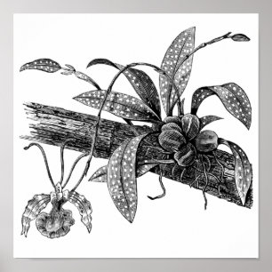 Pôster Orquídea de borboleta