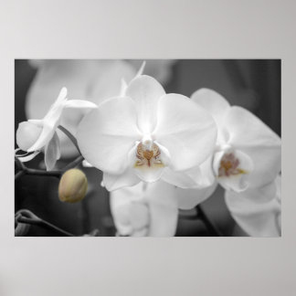 Poster Orquídea de Casamento Branco