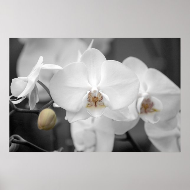 Poster Orquídea de Casamento Branco (Frente)