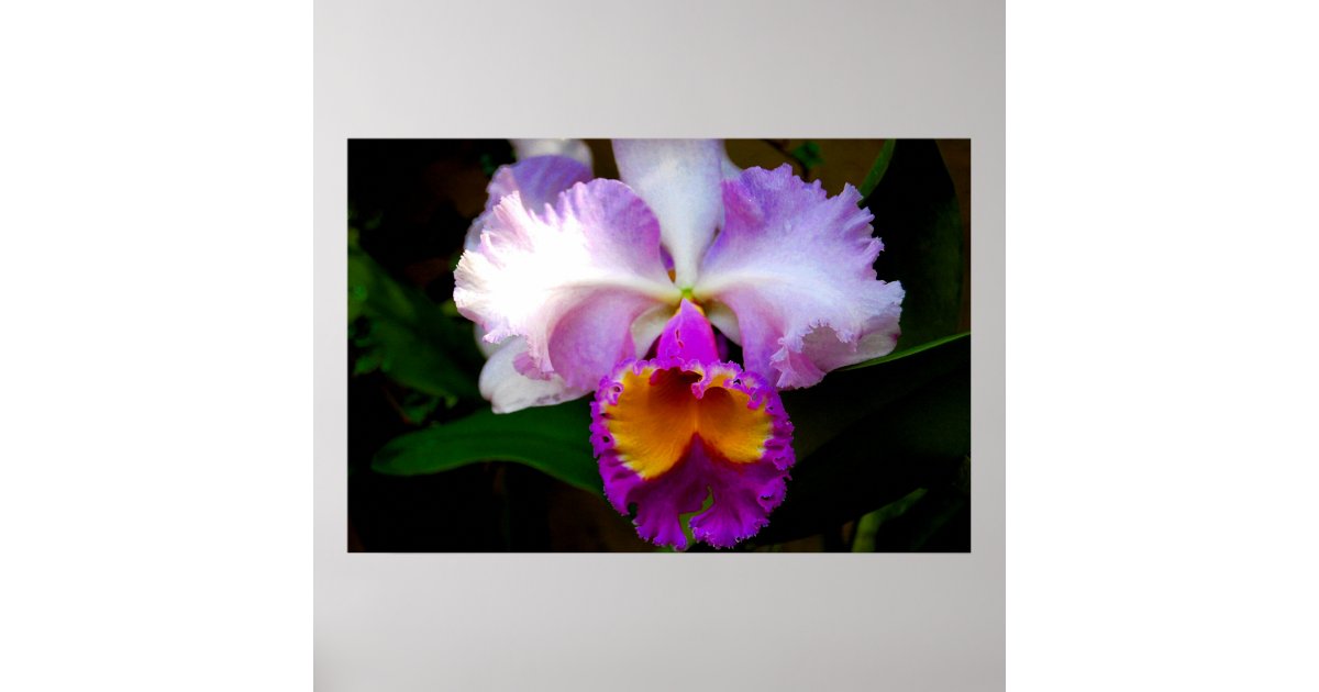 Pôster Orquídea de Cattleya - branca/roxo/amarelo | Zazzle.com.br