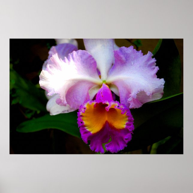 Pôster Orquídea de Cattleya - Branco/Roxo/Amarelo (Frente)