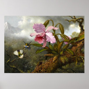 Poster Orquídea de Cattleya, dois beija-flores e um besou