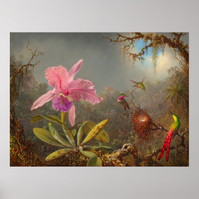 Poster Orquídea de Cattleya e três beija-flores (Frente)