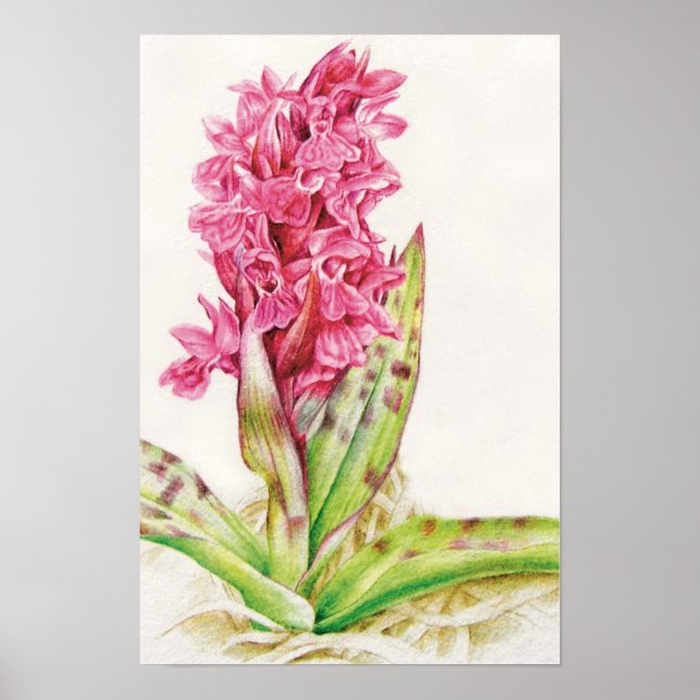 Pôster Orquídea de Hebrideaui: Dactylorhza majalis (Frente)