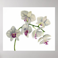 Orquídea de pintura aquosa