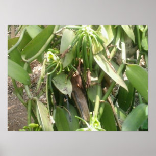 Pôster Orquídea de Planifolia da baunilha