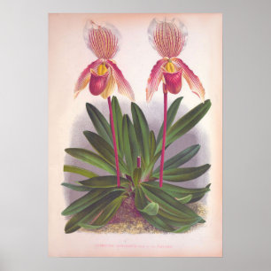 Poster Orquídea de Slipper Cipripedium Athurânio Rosa Vin