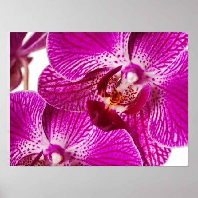 Poster Orquídea Dendrobium Rosa Quente - Fundo das Orquíd (Frente)