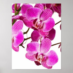 Poster Orquídea Dendrobium Rosa Quente - Fundo das Orquíd
