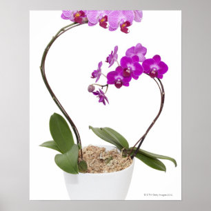 Poster Orquídea do cheio isolada em fundo branco