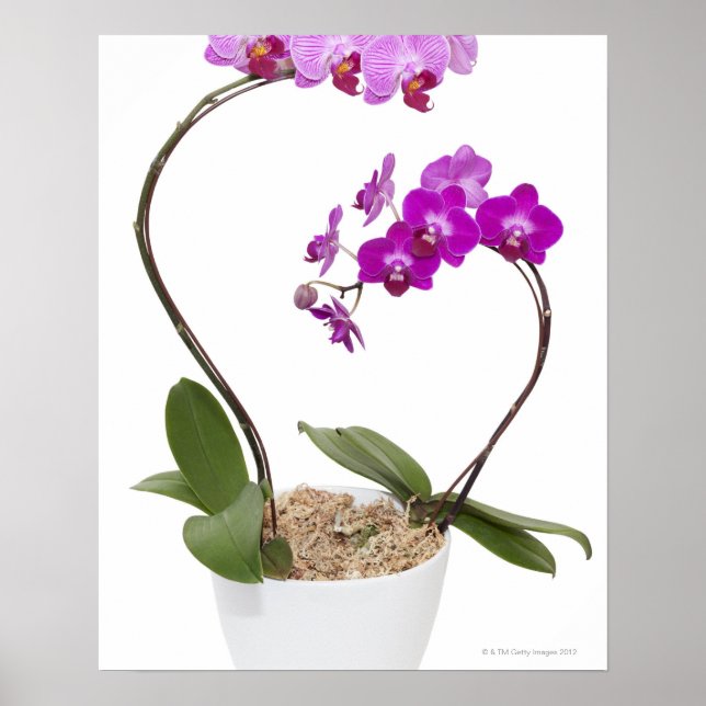 Poster Orquídea do cheio isolada em fundo branco (Frente)