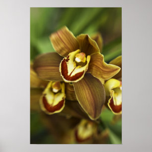 Pôster Orquídea do Cymbidium