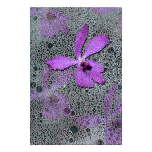 Pôster Orquídea do mar