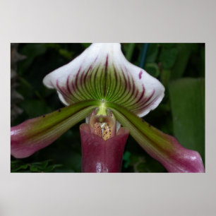 Pôster Orquídea do Paphiopedilum