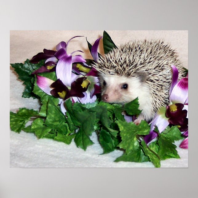 Pôster Orquídea do porco (Frente)