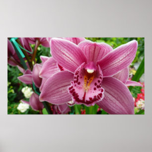 Poster Orquídea Elegante Roxo