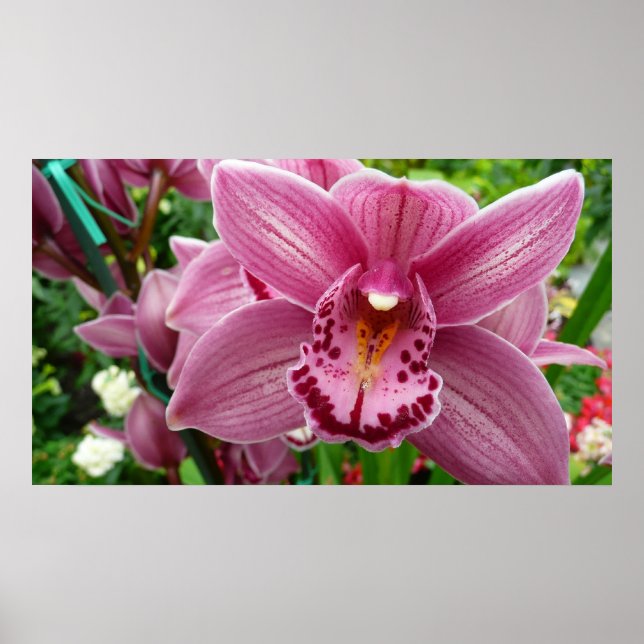 Poster Orquídea Elegante Roxo (Frente)