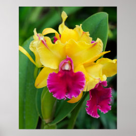 Poster Orquídea exótica em cor amarela e rosa quente